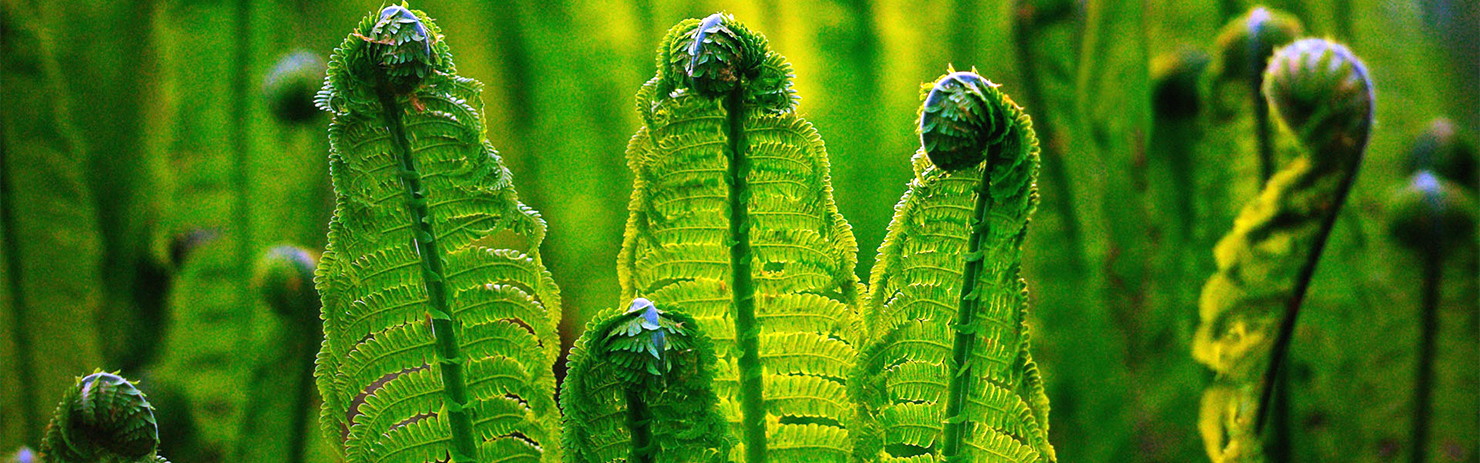 取之天然：用于自然：植物保?。汉椭C植保